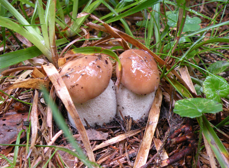 Tutti Boletus edulis?